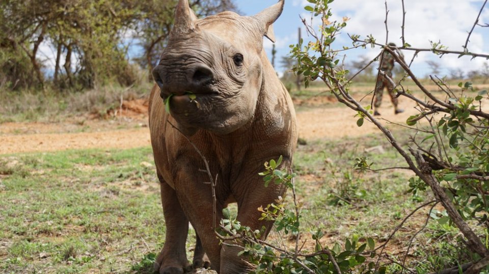 nosorožec černý foto savetherhino
